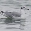 Bonaparte's Gull